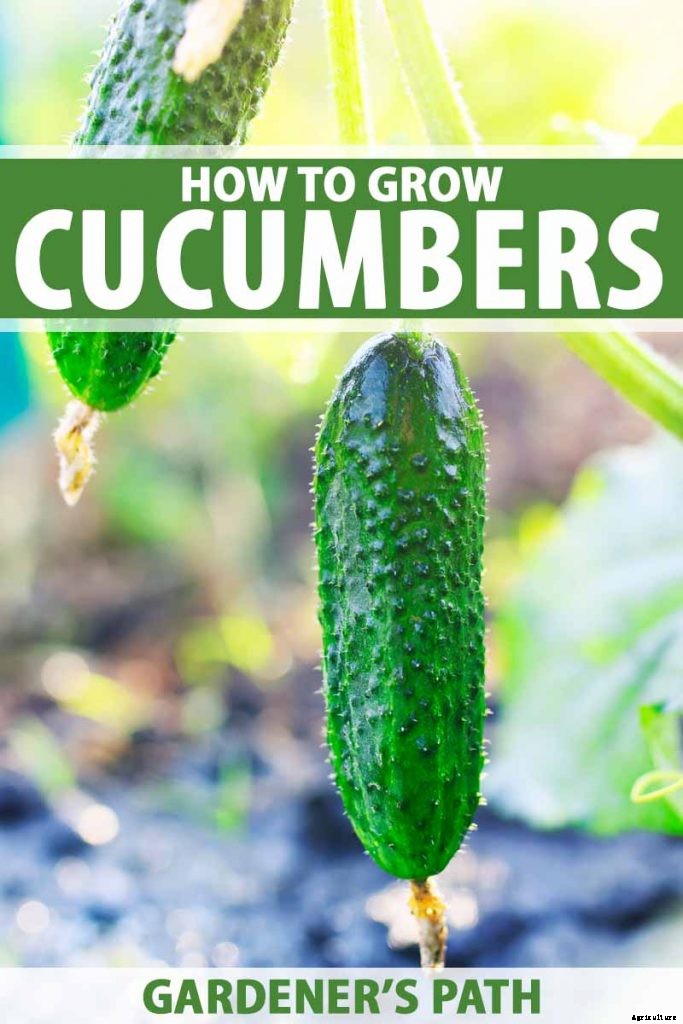 Add Cooling Crunch to Your Cuisine All Season: How to Grow Cucumbers