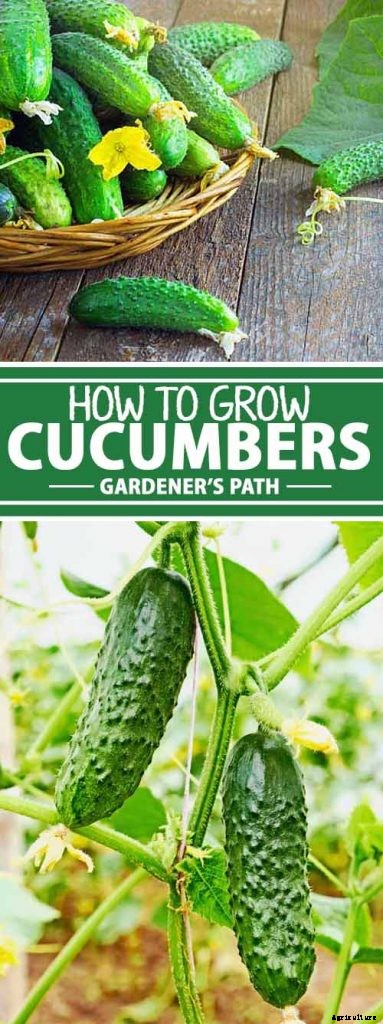 Add Cooling Crunch to Your Cuisine All Season: How to Grow Cucumbers