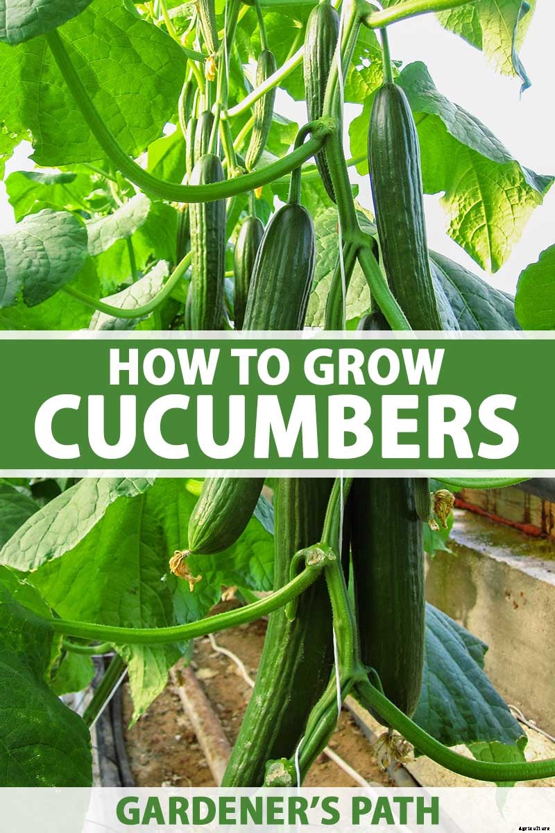 Add Cooling Crunch to Your Cuisine All Season: How to Grow Cucumbers
