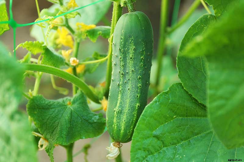 Add Cooling Crunch to Your Cuisine All Season: How to Grow Cucumbers