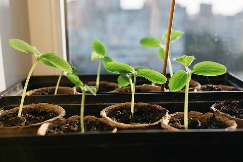 Add Cooling Crunch to Your Cuisine All Season: How to Grow Cucumbers