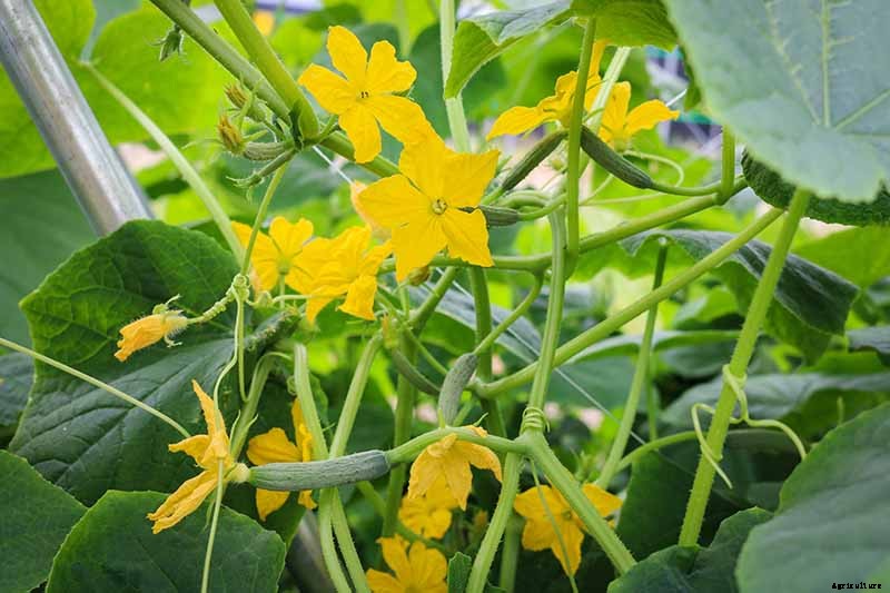Add Cooling Crunch to Your Cuisine All Season: How to Grow Cucumbers
