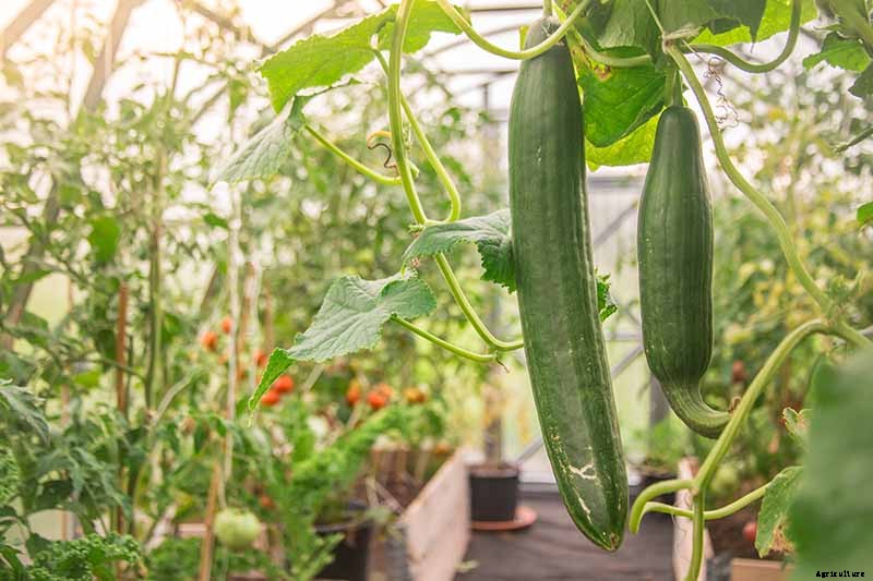 Add Cooling Crunch to Your Cuisine All Season: How to Grow Cucumbers