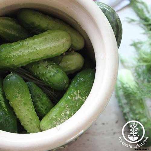 Add Cooling Crunch to Your Cuisine All Season: How to Grow Cucumbers