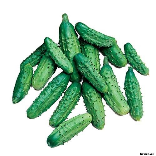 Add Cooling Crunch to Your Cuisine All Season: How to Grow Cucumbers