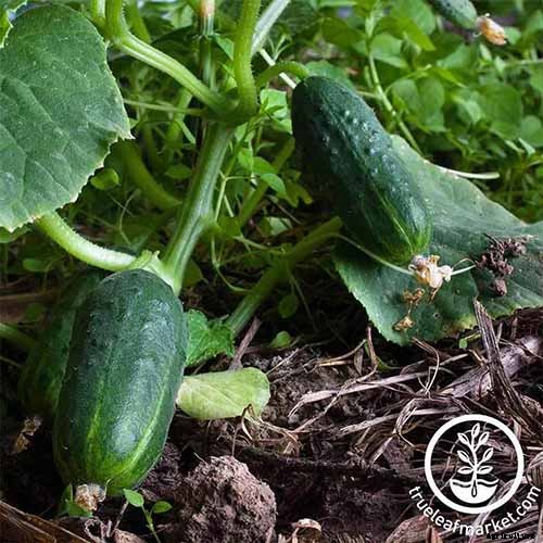 Add Cooling Crunch to Your Cuisine All Season: How to Grow Cucumbers