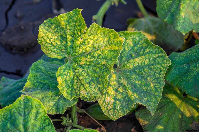 Add Cooling Crunch to Your Cuisine All Season: How to Grow Cucumbers