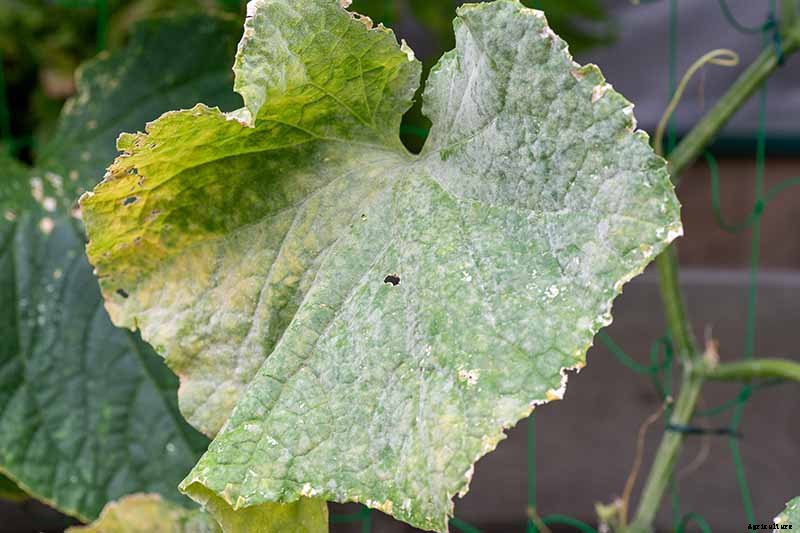 Add Cooling Crunch to Your Cuisine All Season: How to Grow Cucumbers