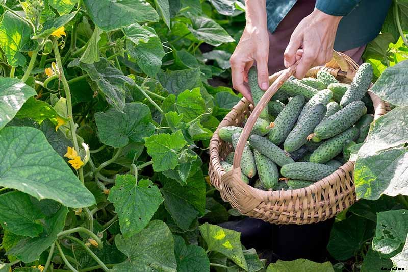 Add Cooling Crunch to Your Cuisine All Season: How to Grow Cucumbers