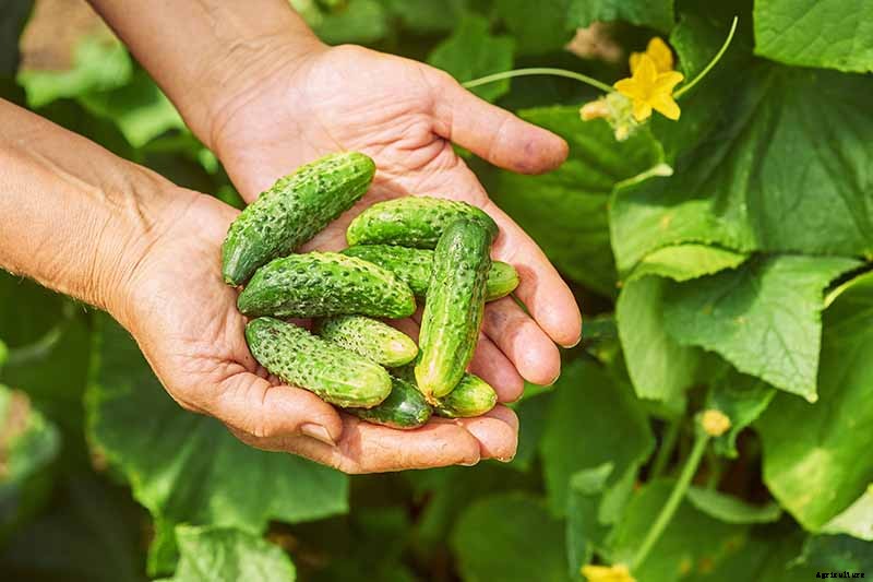 Add Cooling Crunch to Your Cuisine All Season: How to Grow Cucumbers
