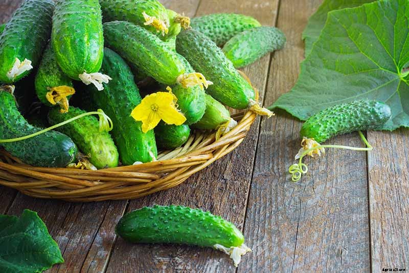 Add Cooling Crunch to Your Cuisine All Season: How to Grow Cucumbers