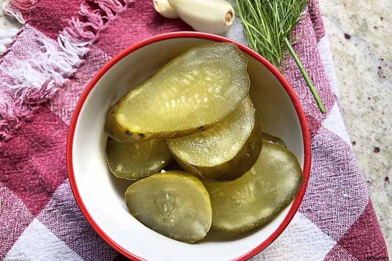 Add Cooling Crunch to Your Cuisine All Season: How to Grow Cucumbers