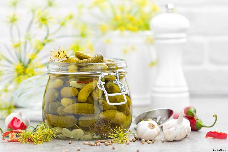 Add Cooling Crunch to Your Cuisine All Season: How to Grow Cucumbers