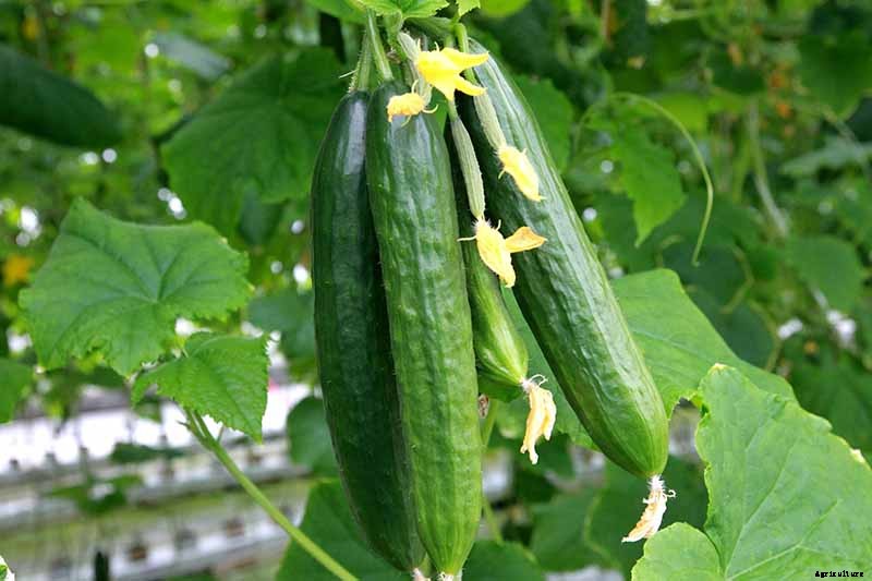Add Cooling Crunch to Your Cuisine All Season: How to Grow Cucumbers