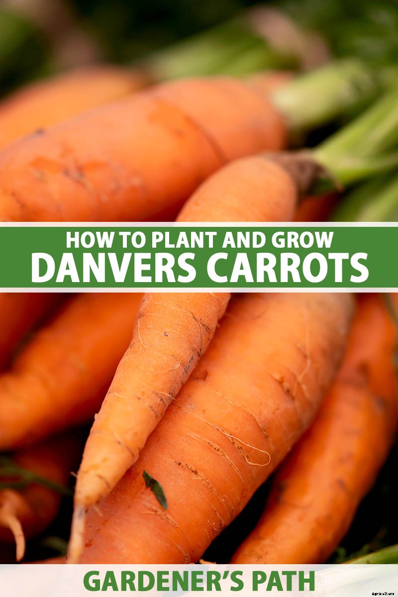 A Heavy Soil Hero: How to Grow Danvers Carrots