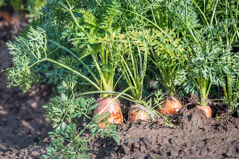 A Heavy Soil Hero: How to Grow Danvers Carrots