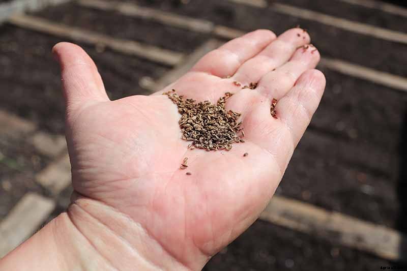 A Heavy Soil Hero: How to Grow Danvers Carrots