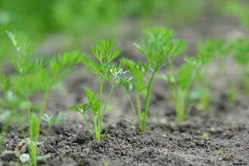 A Heavy Soil Hero: How to Grow Danvers Carrots