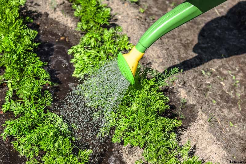 A Heavy Soil Hero: How to Grow Danvers Carrots