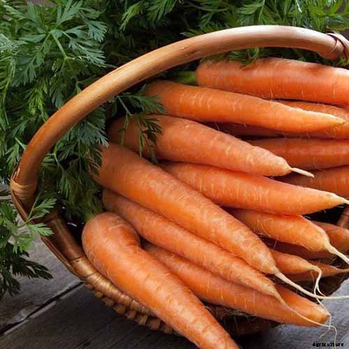 A Heavy Soil Hero: How to Grow Danvers Carrots