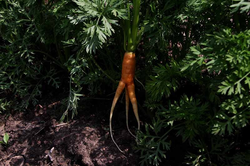 A Heavy Soil Hero: How to Grow Danvers Carrots