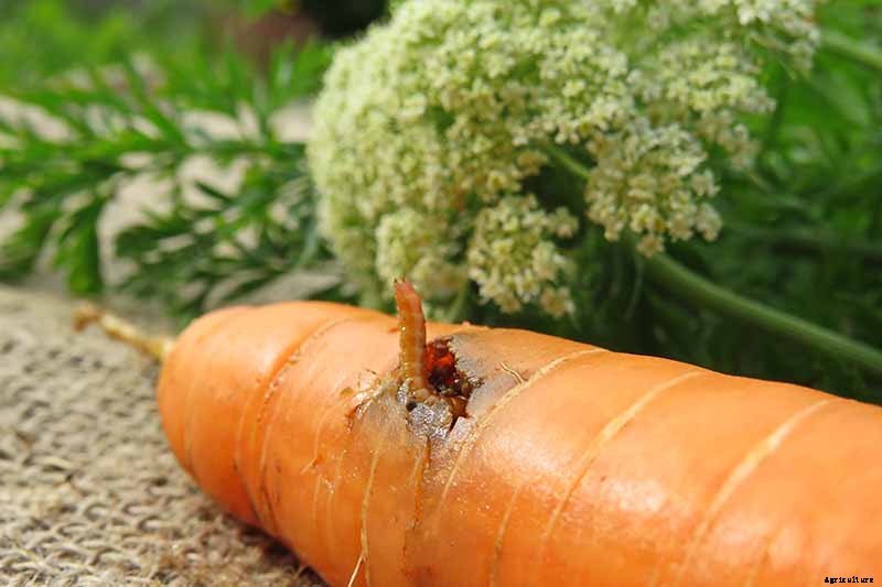 A Heavy Soil Hero: How to Grow Danvers Carrots