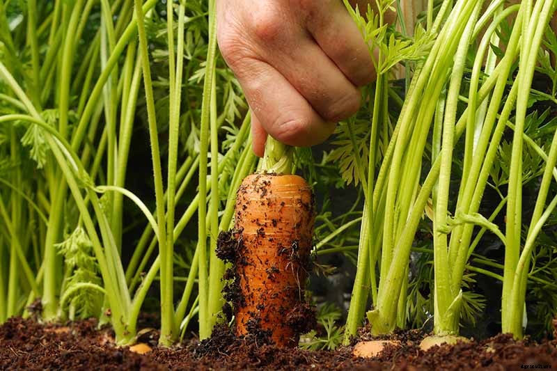 A Heavy Soil Hero: How to Grow Danvers Carrots