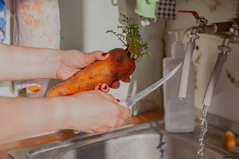 A Heavy Soil Hero: How to Grow Danvers Carrots