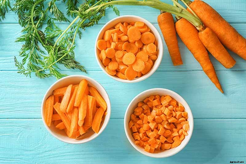 A Heavy Soil Hero: How to Grow Danvers Carrots