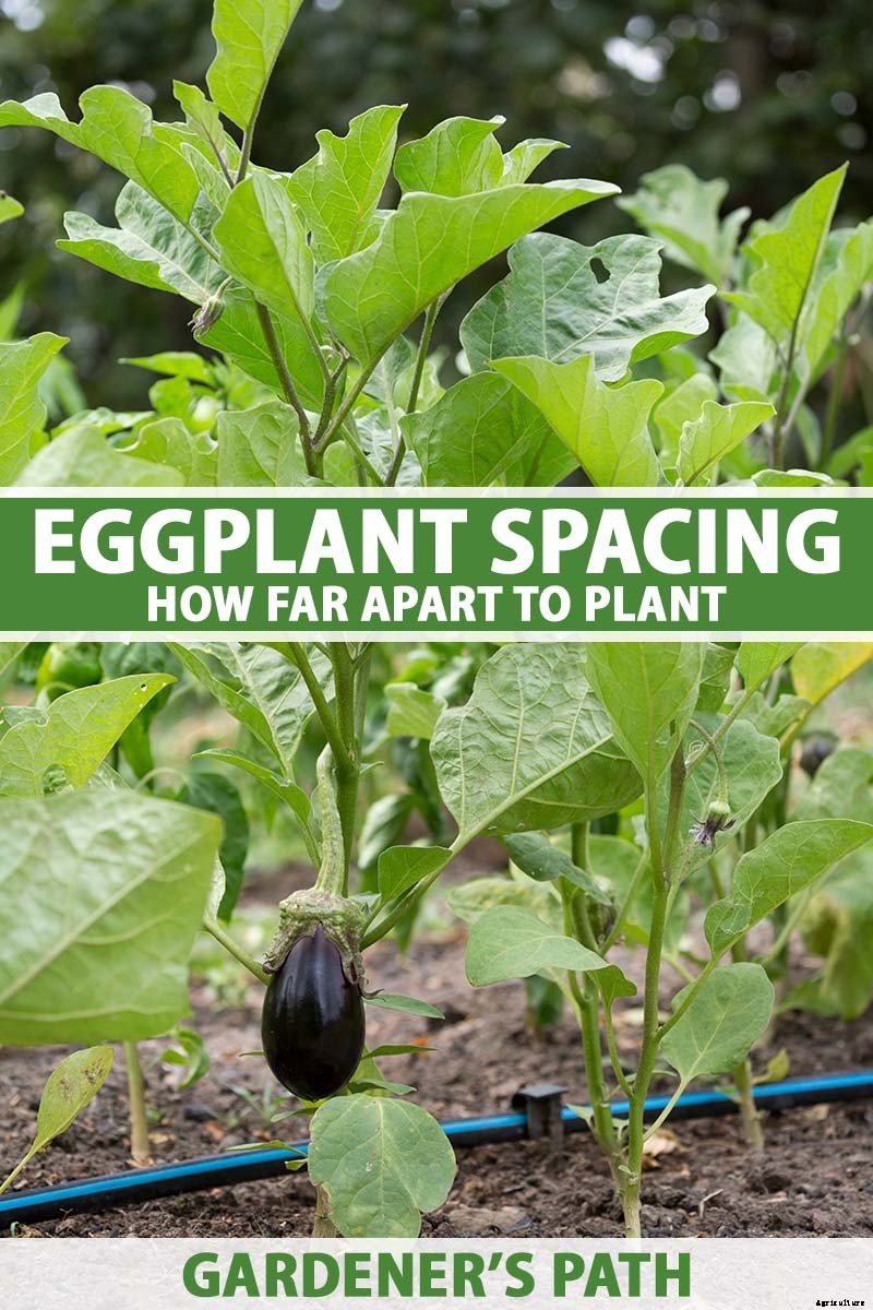 Eggplant Spacing: How Far Apart to Plant