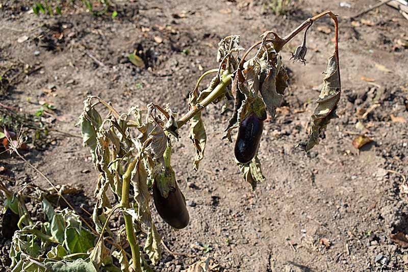 Eggplant Spacing: How Far Apart to Plant
