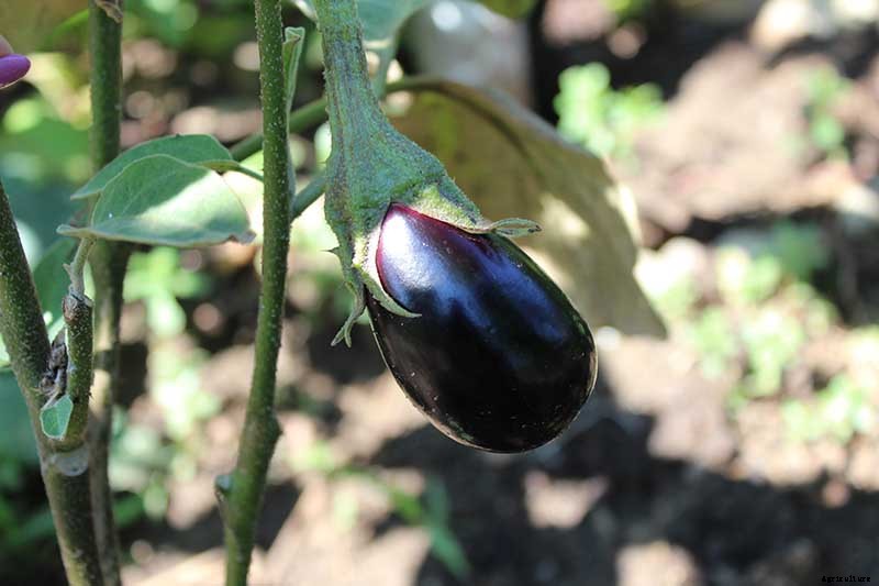 Eggplant Spacing: How Far Apart to Plant