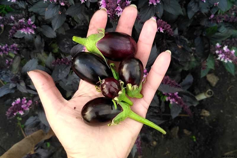 Eggplant Spacing: How Far Apart to Plant