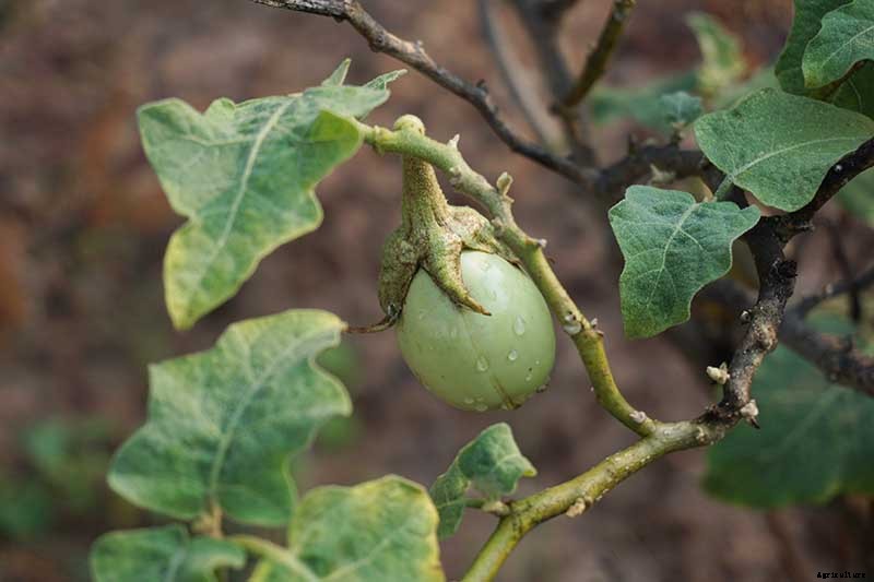 Eggplant Spacing: How Far Apart to Plant