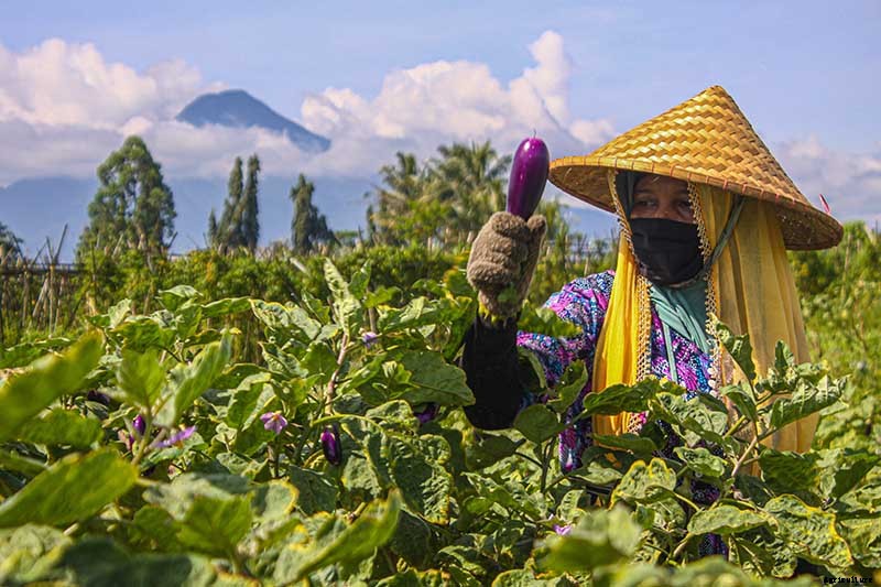 Eggplant Spacing: How Far Apart to Plant