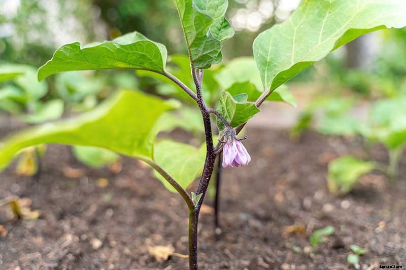 Eggplant Spacing: How Far Apart to Plant