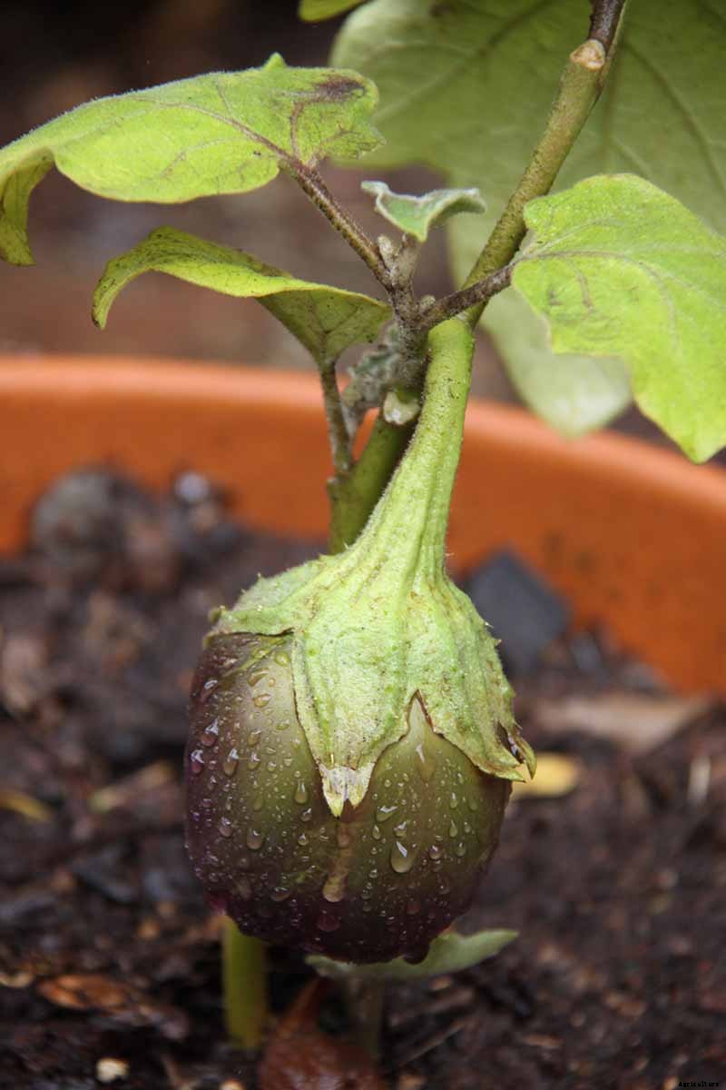 Eggplant Spacing: How Far Apart to Plant