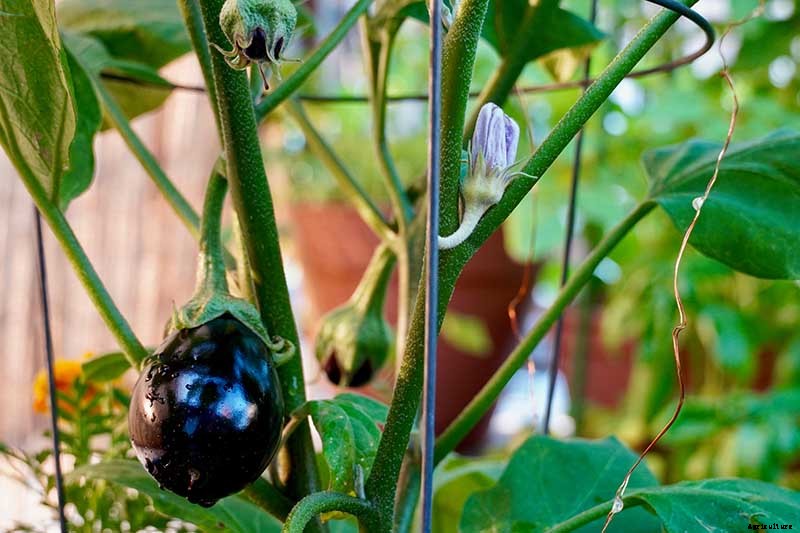 Eggplant Spacing: How Far Apart to Plant