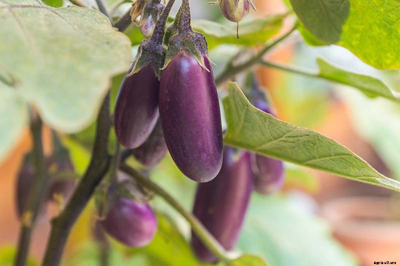 Eggplant Spacing: How Far Apart to Plant