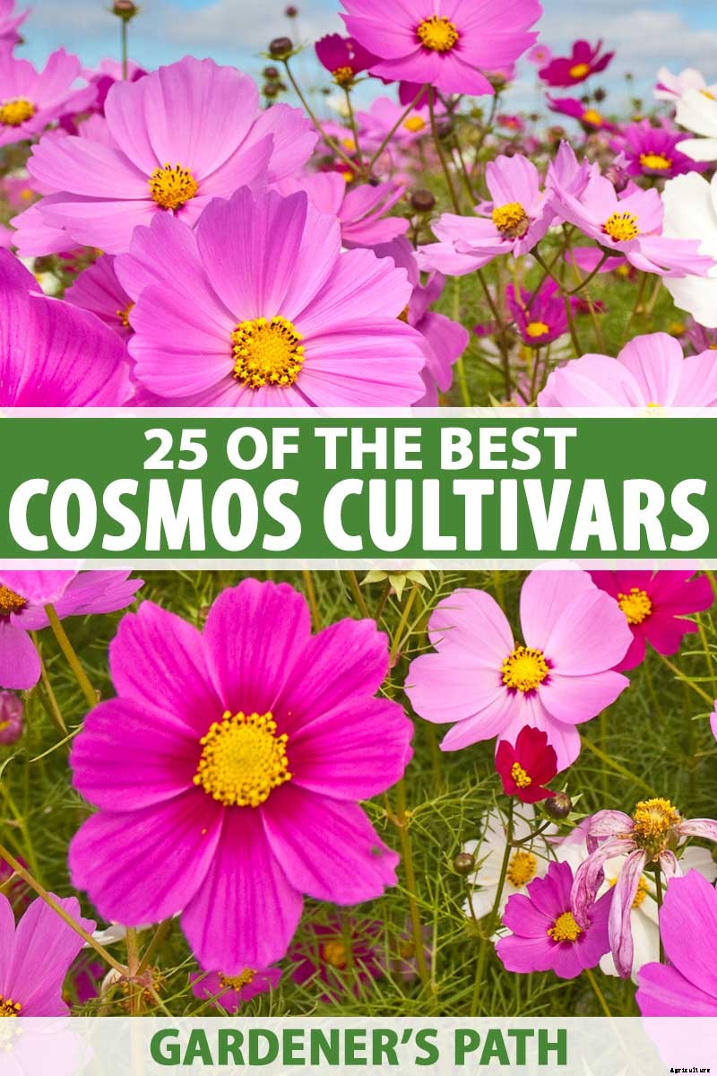 25 of the Best Cosmos Flower Cultivars for Your Yard