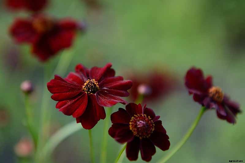 25 of the Best Cosmos Flower Cultivars for Your Yard