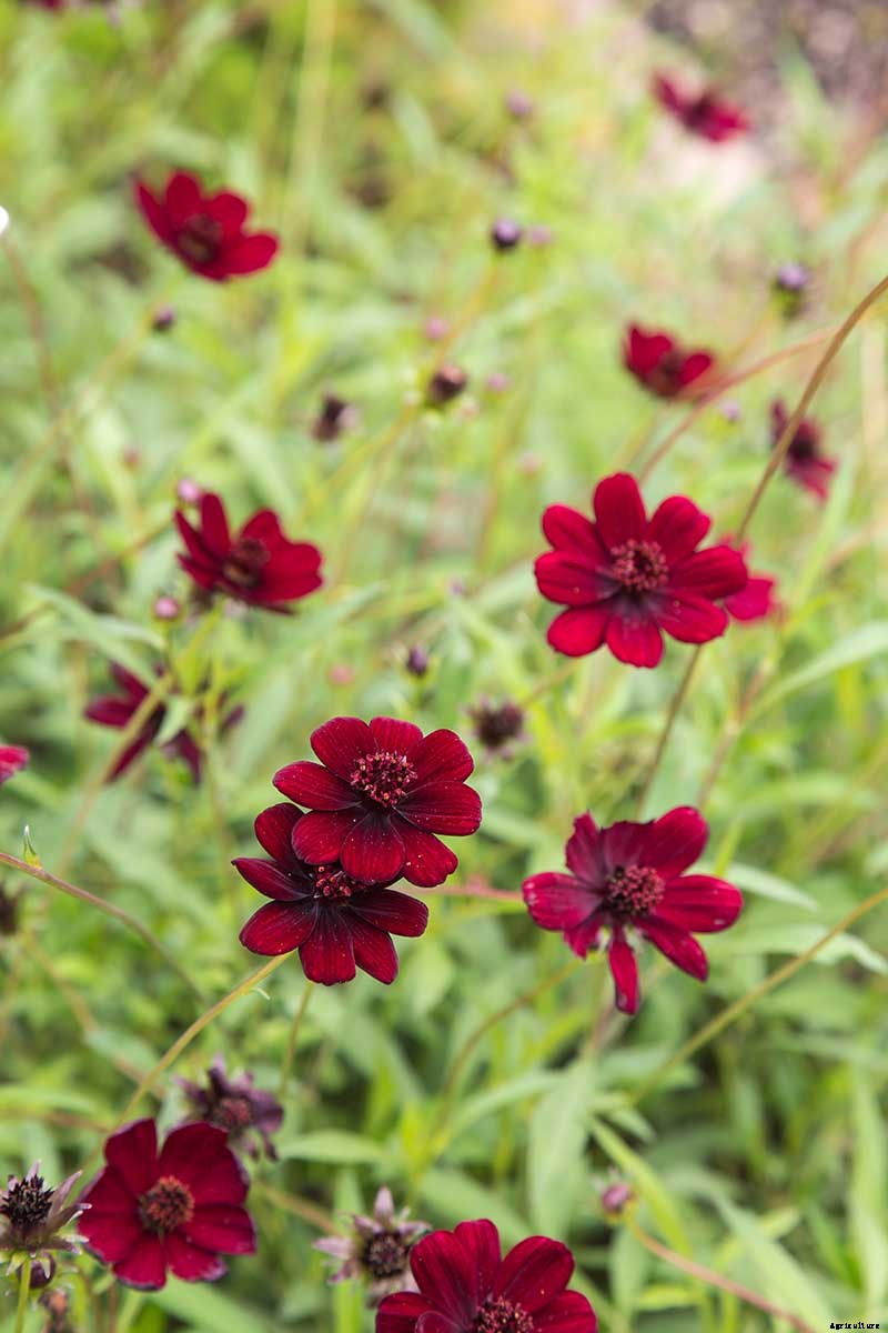 25 of the Best Cosmos Flower Cultivars for Your Yard