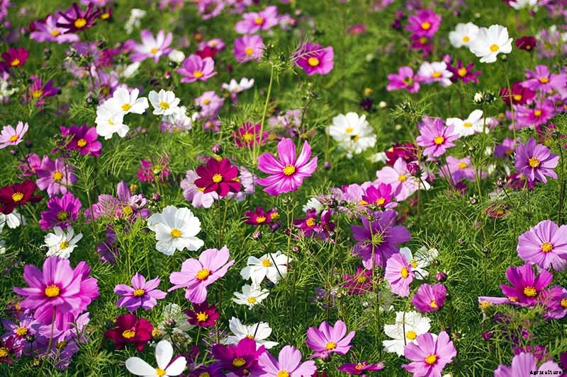 25 of the Best Cosmos Flower Cultivars for Your Yard
