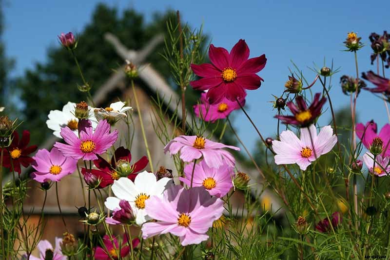 25 of the Best Cosmos Flower Cultivars for Your Yard