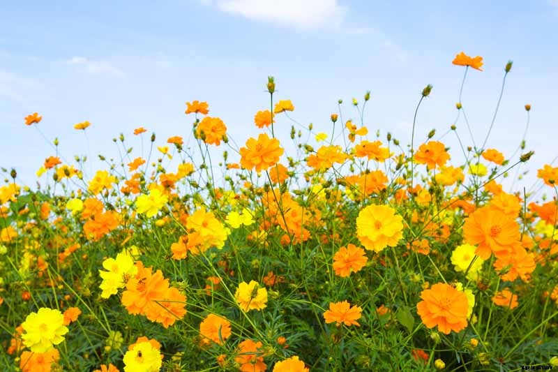 25 of the Best Cosmos Flower Cultivars for Your Yard