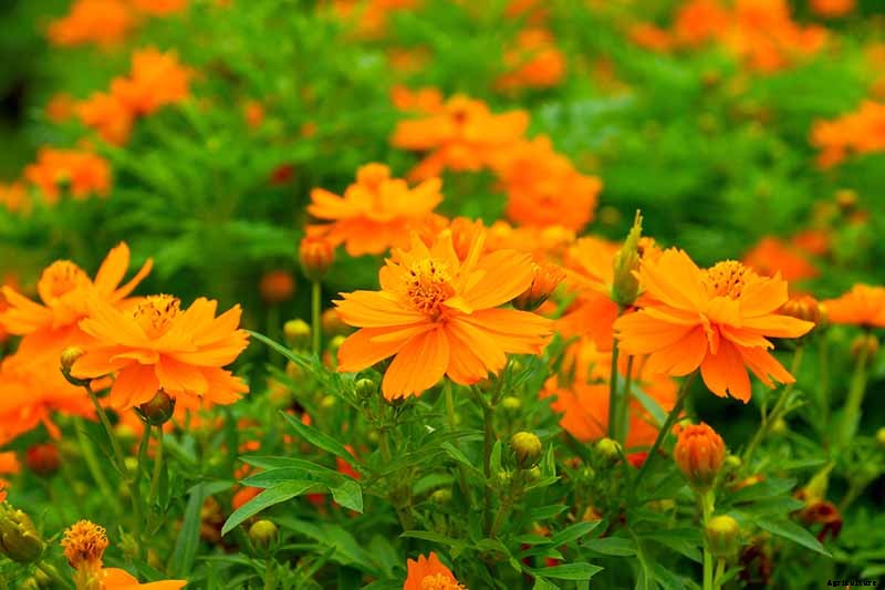 25 of the Best Cosmos Flower Cultivars for Your Yard