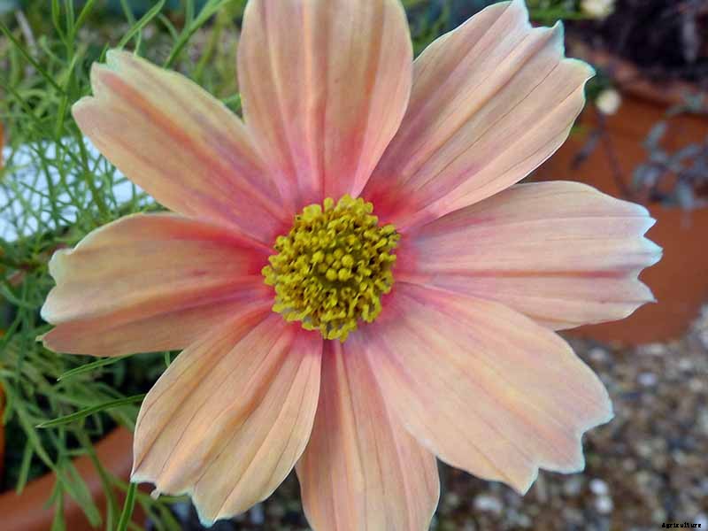 25 of the Best Cosmos Flower Cultivars for Your Yard