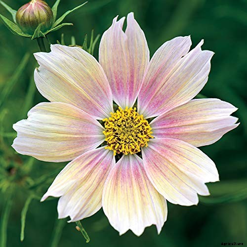 25 of the Best Cosmos Flower Cultivars for Your Yard