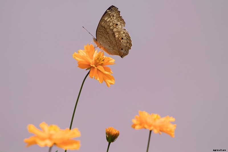 25 of the Best Cosmos Flower Cultivars for Your Yard