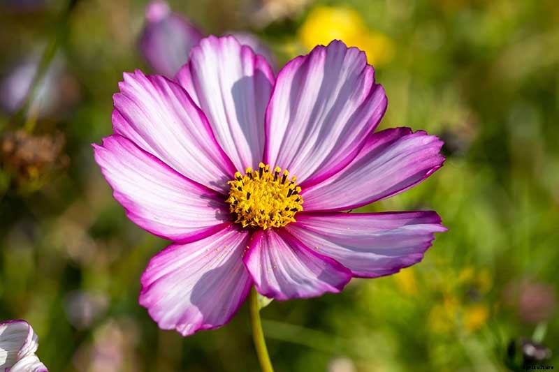 25 of the Best Cosmos Flower Cultivars for Your Yard